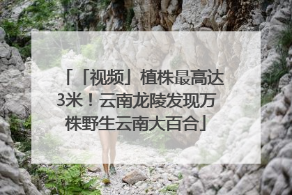 「视频」植株最高达3米！云南龙陵发现万株野生云南大百合