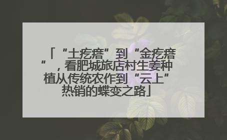 “土疙瘩”到“金疙瘩”，看肥城旅店村生姜种植从传统农作到“云上”热销的蝶变之路