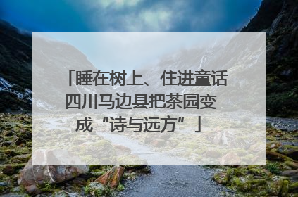 睡在树上、住进童话 四川马边县把茶园变成“诗与远方”