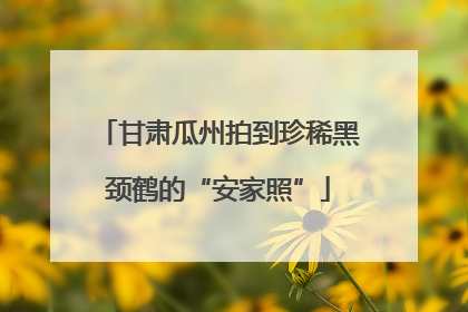 甘肃瓜州拍到珍稀黑颈鹤的“安家照”
