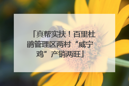 真帮实扶！百里杜鹃管理区两村“威宁鸡”产销两旺