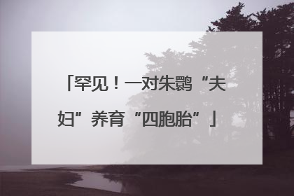 罕见！一对朱鹮“夫妇”养育“四胞胎”