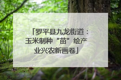 罗平县九龙街道：玉米制种“苗”绘产业兴农新画卷