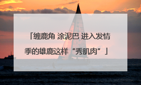 缠鹿角 涂泥巴 进入发情季的雄鹿这样“秀肌肉”