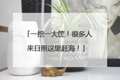 一挖一大筐！很多人来日照这里赶海！