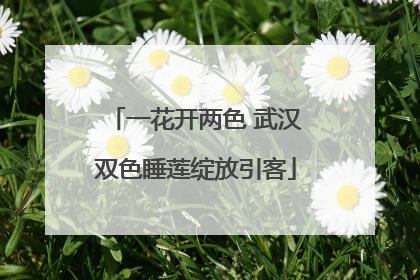 一花开两色 武汉双色睡莲绽放引客