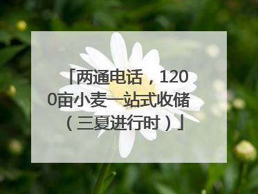 两通电话，1200亩小麦一站式收储（三夏进行时）