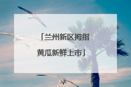 兰州新区拇指黄瓜新鲜上市