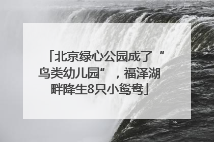 北京绿心公园成了“鸟类幼儿园”，福泽湖畔降生8只小鸳鸯