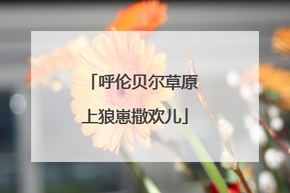 呼伦贝尔草原上狼崽撒欢儿