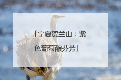 宁夏贺兰山：紫色葡萄酿芬芳