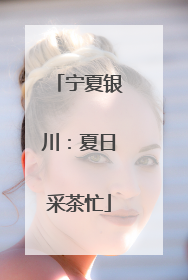 宁夏银川：夏日采茶忙