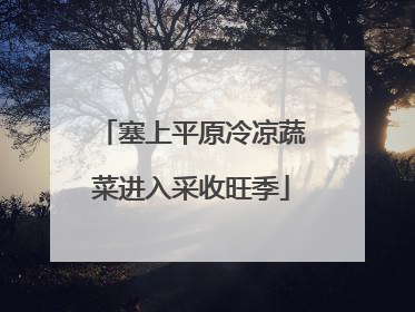 塞上平原冷凉蔬菜进入采收旺季