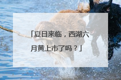 夏日来临，西湖六月黄上市了吗？