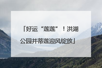 好运“莲莲”！洪湖公园并蒂莲迎风绽放