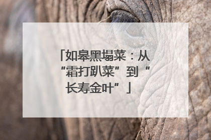 如皋黑塌菜：从“霜打趴菜”到“长寿金叶”