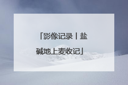 影像记录丨盐碱地上麦收记