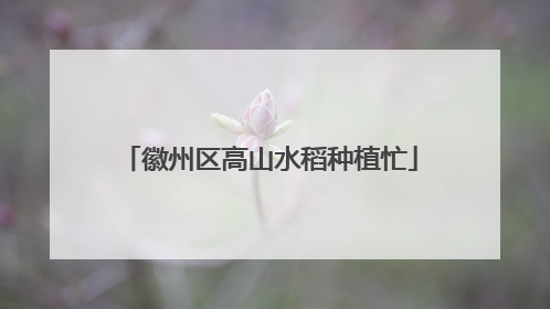 徽州区高山水稻种植忙