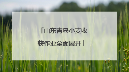 山东青岛小麦收获作业全面展开