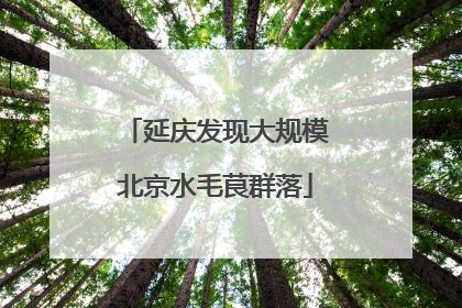 延庆发现大规模北京水毛茛群落