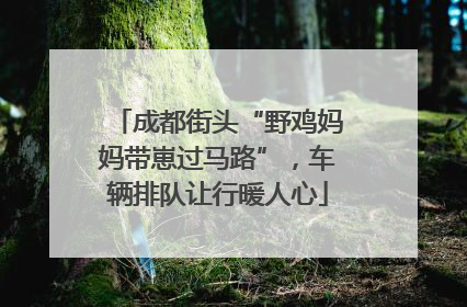 成都街头“野鸡妈妈带崽过马路”，车辆排队让行暖人心