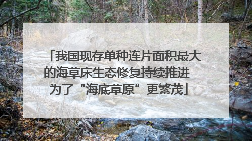 我国现存单种连片面积最大的海草床生态修复持续推进 为了“海底草原”更繁茂