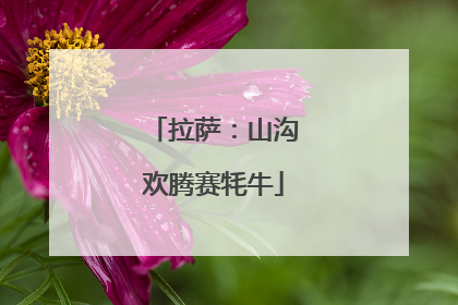 拉萨：山沟欢腾赛牦牛