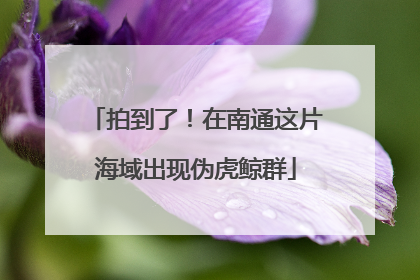 拍到了！在南通这片海域出现伪虎鲸群