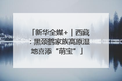 新华全媒+｜西藏：黑颈鹤家族高原湿地喜添“萌宝”