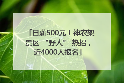 日薪500元！神农架景区 “野人” 热招，近4000人报名