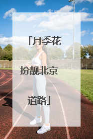 月季花扮靓北京道路