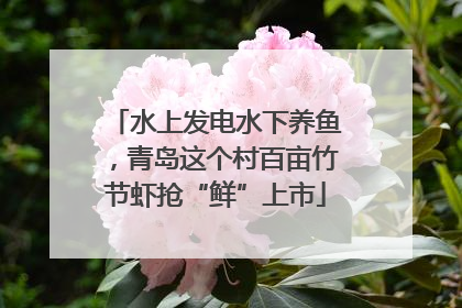 水上发电水下养鱼，青岛这个村百亩竹节虾抢“鲜”上市