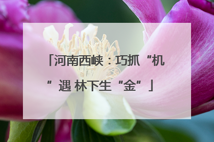 河南西峡：巧抓“机”遇 林下生“金”