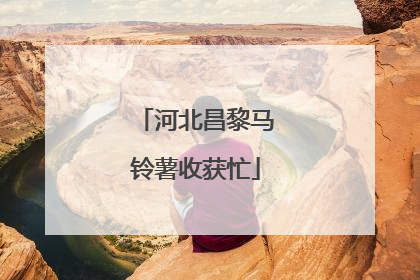河北昌黎马铃薯收获忙