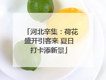 河北辛集：荷花盛开引客来 夏日打卡添新景