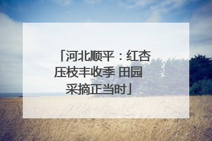 河北顺平：红杏压枝丰收季 田园采摘正当时