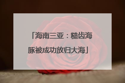 海南三亚：糙齿海豚被成功放归大海