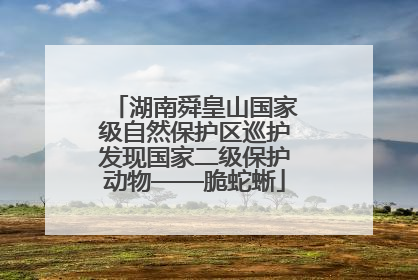 湖南舜皇山国家级自然保护区巡护发现国家二级保护动物——脆蛇蜥