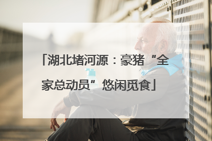 湖北堵河源：豪猪“全家总动员”悠闲觅食