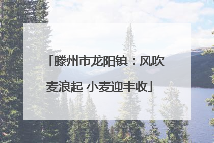 滕州市龙阳镇：风吹麦浪起 小麦迎丰收