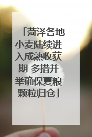 菏泽各地小麦陆续进入成熟收获期 多措并举确保夏粮颗粒归仓