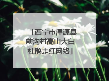 西宁市湟源县前沟村高山大白杜鹃走红网络