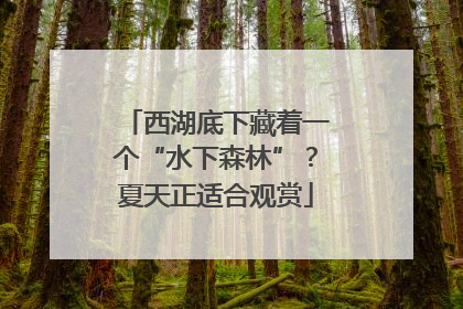 西湖底下藏着一个“水下森林”？夏天正适合观赏