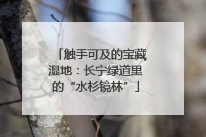 触手可及的宝藏湿地：长宁绿道里的“水杉镜林”