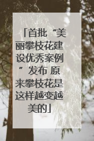 首批“美丽攀枝花建设优秀案例”发布 原来攀枝花是这样越变越美的