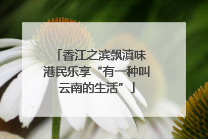香江之滨飘滇味 港民乐享“有一种叫云南的生活”