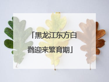 黑龙江东方白鹳迎来繁育期